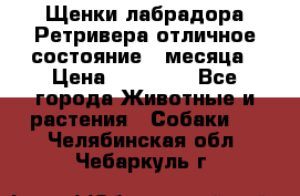 Щенки лабрадора Ретривера отличное состояние 2 месяца › Цена ­ 30 000 - Все города Животные и растения » Собаки   . Челябинская обл.,Чебаркуль г.
